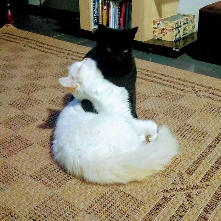blackscats's tweet photo. https://t.co/a0Y93zqYUq