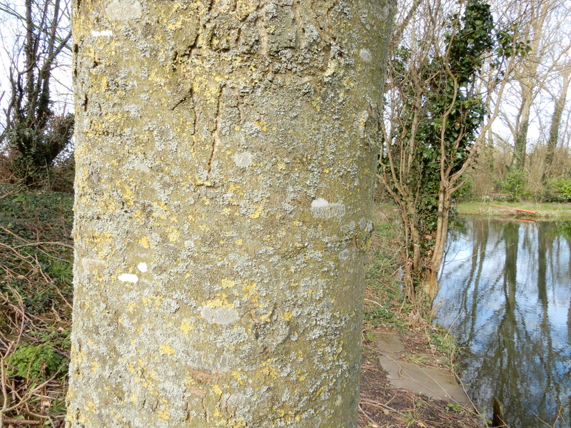 yonderspell's tweet photo. I can't see the wood for the tree. 🌳😁
#words #writing #Tuesdaytrees #thicktrunktuesday https://t.co/qm2AIJddKc