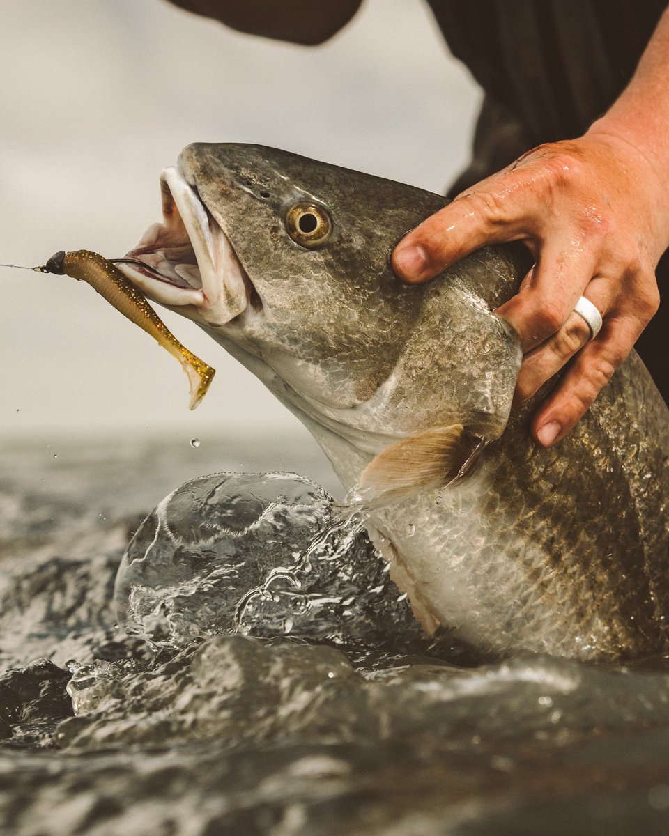 6thsensesalt's tweet photo. The Divine Swimbait Coastal Series has been keeping the inshore bite interesting.

A little paddle tail action goes a long way.

#6thsensesaltwater #6thsense #6thsensefishing https://t.co/Ti6zR3Z71j