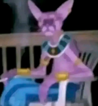 s4ndeer's tweet photo. In Japan there is a new Cat Meme going viral and he looks EXACTLY like BINGUS

Everyone is making art and memes of this one cat called Beerus from Dragon Ball

This post alone has almost 100k views in just few hours

And if you search for the cat its actually viral on X too:
https://t.co/PWkpjFxH6K

Could be a GIGA

https://t.co/1DXB8ssslc