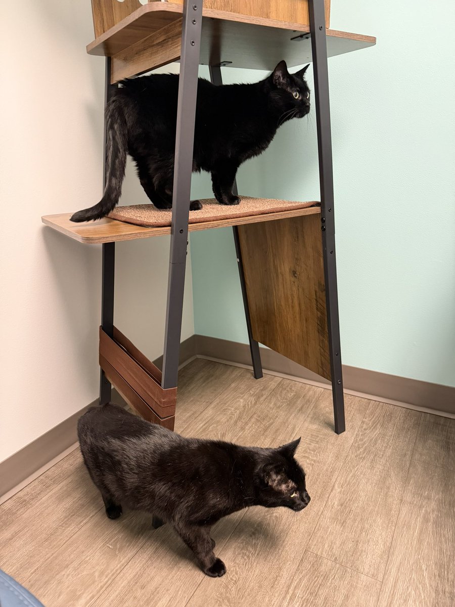 KatDestination's tweet photo. Destiny is having stuff ruled out to determine why she has pee issues.

Kitty has a stage 3 heart murmur. Both of them got full panel labs to investigate further.

We won’t have labs for about 2 days but they will help diagnose Kitty better since a murmur is usually a symptom. https://t.co/UCUX8UdJHc