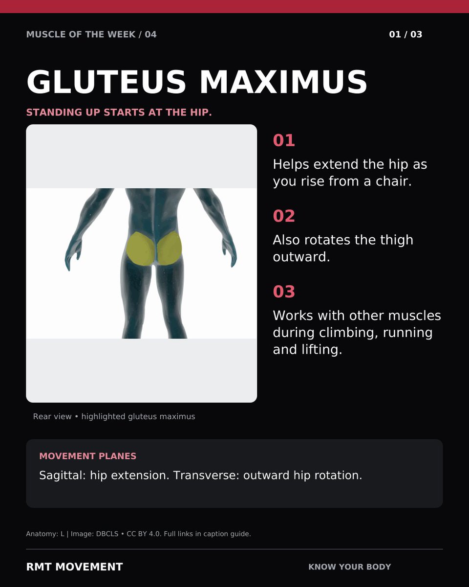 rmt_movement's tweet photo. Your gluteus maximus helps straighten the hip. Train the pattern with controlled bridges or chair rises. Lift through your hips without chasing extra height by arching your back. #RMTMovement https://t.co/d4DLvts0y5