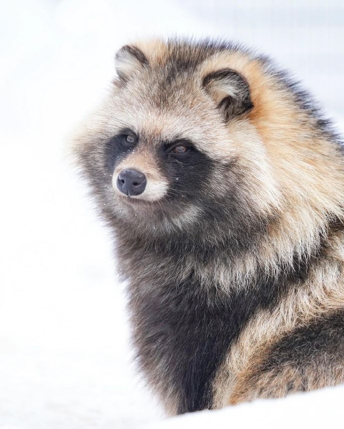 AliyahWillwl's tweet photo. 動物園のムジナ（貉）が見せる、ちょっと媚びた目線でじっとこっちを見つめてる様子は、なんだか憎めない！ https://t.co/tPggZjhQ1w