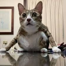ThisShio's tweet photo. @torisu_vt Cuando empecemos a ignorar este tipo de situaciones, desde la persona que lo inicia hasta las demas "amigas" y metiches que se ponen a opinar por ejemplo yo que comento, como tu(sin ofender) que hacemos que esta bola de nieve se aumente https://t.co/GNS7H1sFOL