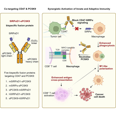CellRepMed's tweet photo. Online now: Bridging innate and adaptive immunity: A bispecific SIRPαD1-αPCSK9 fusion protein reprograms macrophages for durable tumor clearance dlvr.​it/TVvMKW https://t.co/AbcsDK3xE1
