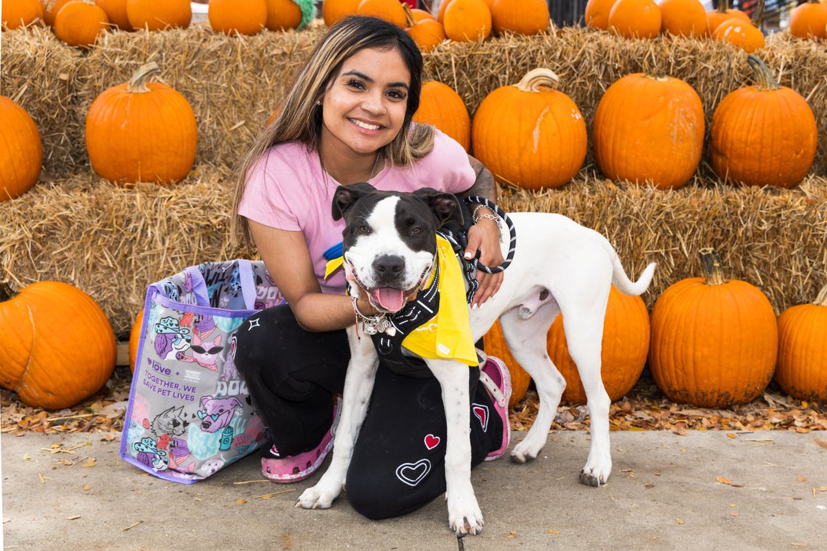 COSAGOV's tweet photo. Looking for a fun and FREE fall event for the whole family? Dogtober is back at a new location! 🐾 

Join us this Saturday and Sunday for a fun-filled weekend featuring adoptable pets, family-friendly activities, local vendors, tasty treats, food, entertainment and more! 

October 17 & 18 | 11 a.m. - 6 p.m. | Camargo Park (5738 Castroville Road) 

Camargo Park is also just about five minutes from Animal Care Services with free parking available on site and plenty of shaded outdoor space.  

Bring the family and join us for a weekend of fall fun while supporting lifesaving work in our community. ❤️🎃🐶 

#SAACS #CityOfSanAntonio