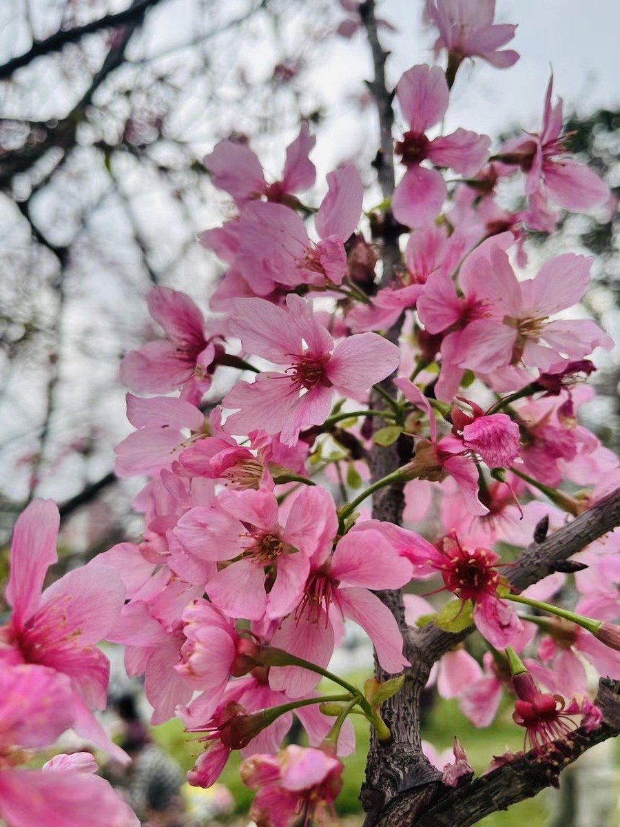 AveryJeffenimi's tweet photo. 梅逼禄の花が咲き始めましたね。見ていると心が和みます。 https://t.co/Vuh8ZV2ERl