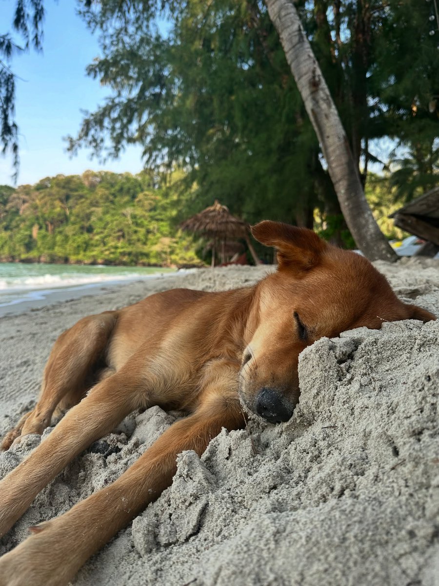alfredoboettner's tweet photo. Koh Kood, c’est cette île où l’on arrive avec l’impression d’avoir trouvé un secret bien gardé. Les plages sont presque désertes, le sable est doux, l’eau est d’une clarté incroyable. On marche pieds nus, on se baigne longtemps, on écoute juste la https://t.co/yPDeOoMT3m