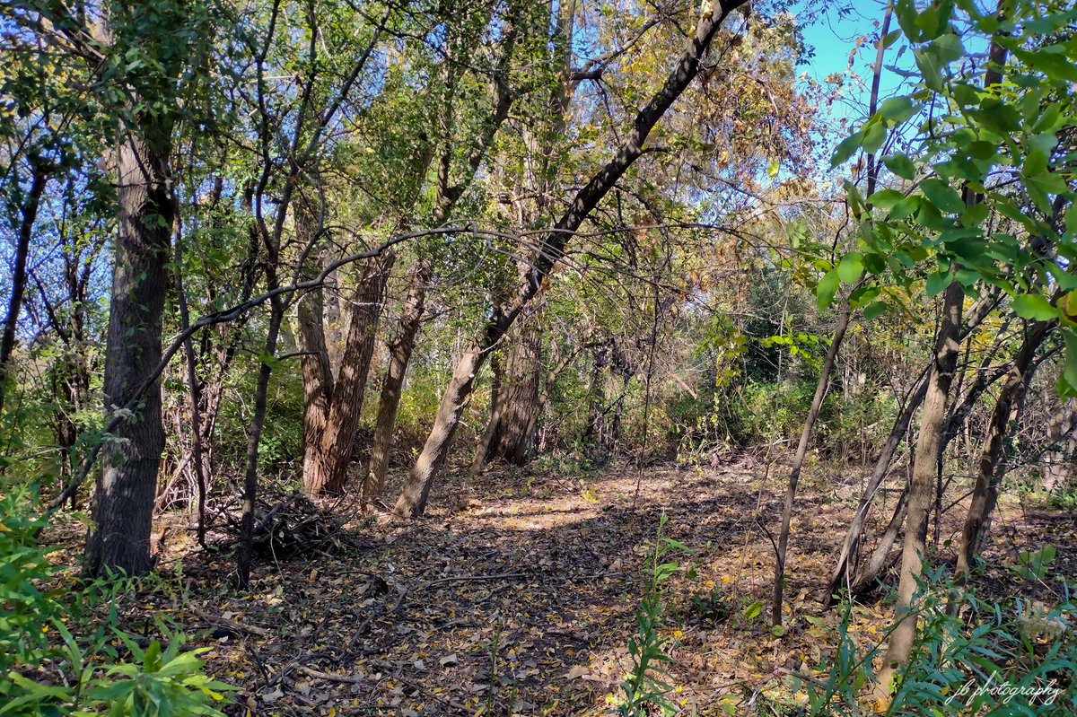 PlantNativeWI's tweet photo. Buckthorn was removed from the wooded strip at the Smolenski park prairie restoration entrance trail this week. It may just be a small space, but this particular section of the park is popular with migrating songbirds and the removal of invasives here is a big deal! https://t.co/XfvmE11jH1