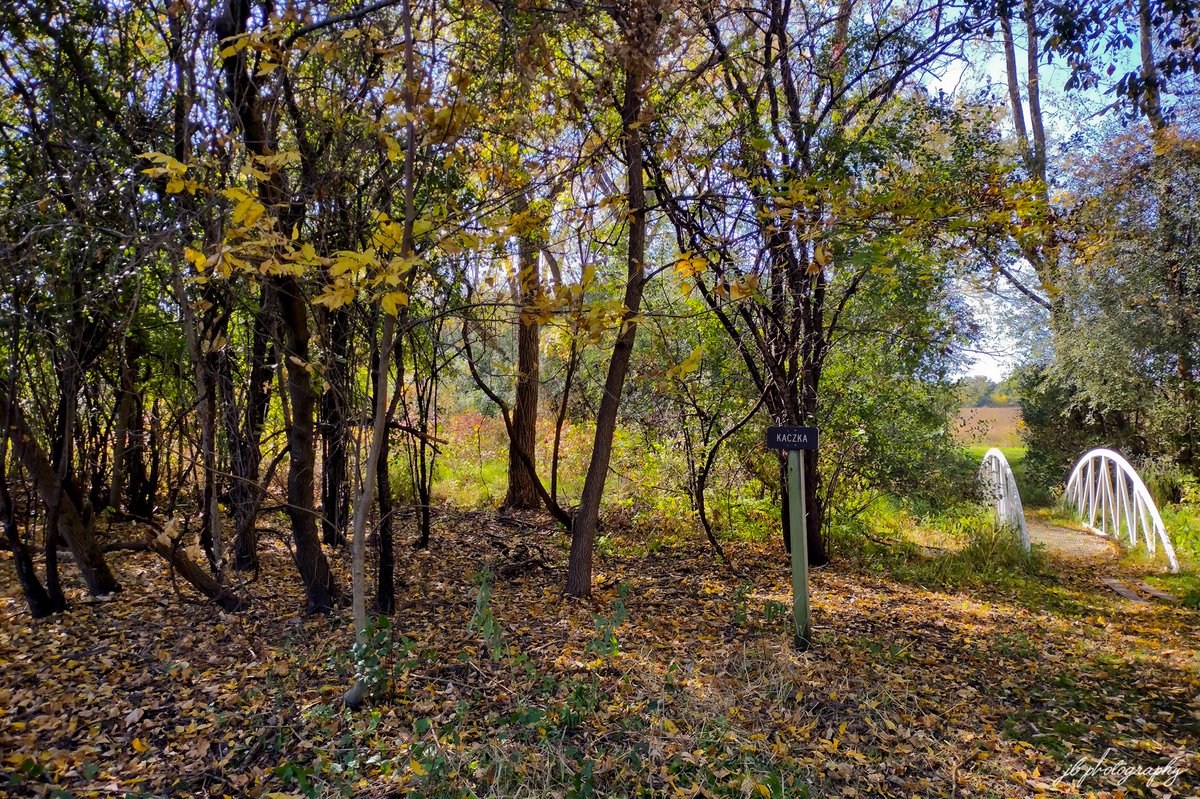 PlantNativeWI's tweet photo. Buckthorn was removed from the wooded strip at the Smolenski park prairie restoration entrance trail this week. It may just be a small space, but this particular section of the park is popular with migrating songbirds and the removal of invasives here is a big deal! https://t.co/XfvmE11jH1