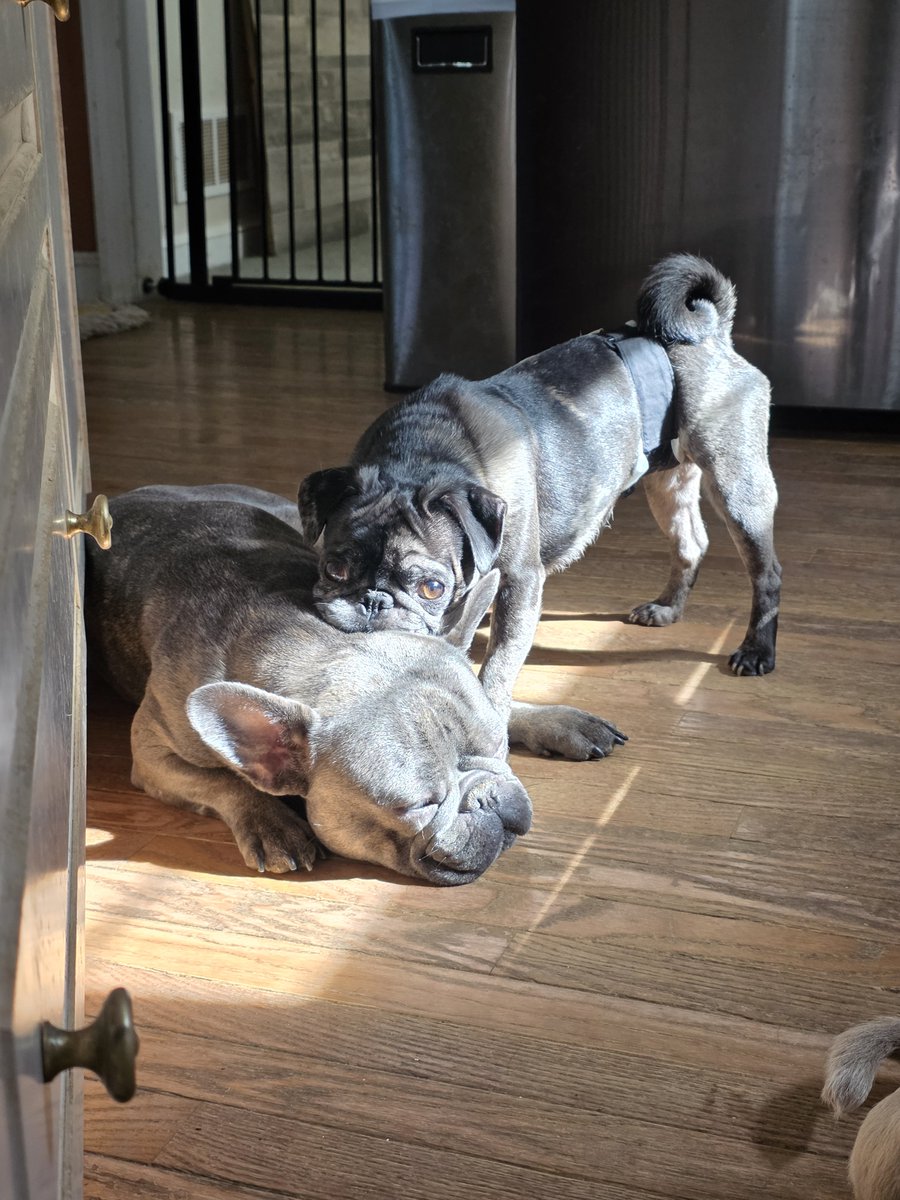 pugpartyplusone's tweet photo. When there's only one ray of sunshine in the entire house and you have to share...
#pug #pugs #pugpartyplusone #frenchie #frenchbulldog https://t.co/VOnAweO2xb