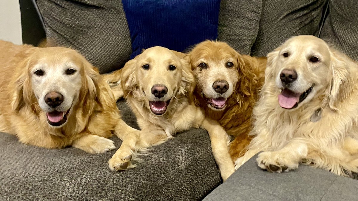 MikeFrezon's tweet photo. Reaching back three years for this #TongueOutTuesday to 2023 when Sophie, puppy cousin Jack, Ernie🌈, and Pete put their heads together to knock it out of the park!

#BrooksHaven #GoldenRetrievers #grc #dogcelebration #bffs #love https://t.co/g19VaC1jyP