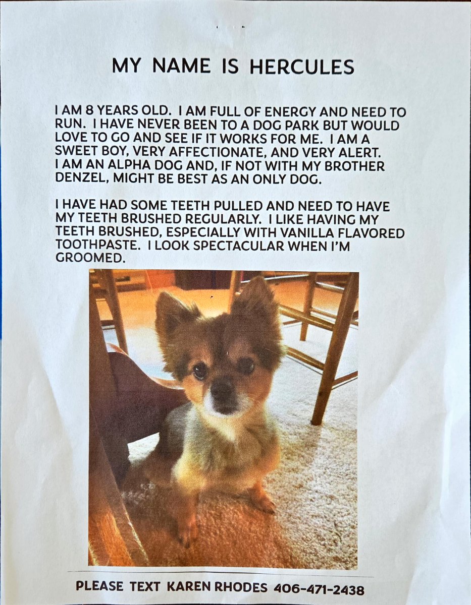 TheDogClub_Kali's tweet photo. https://t.co/XWmrquD5nF