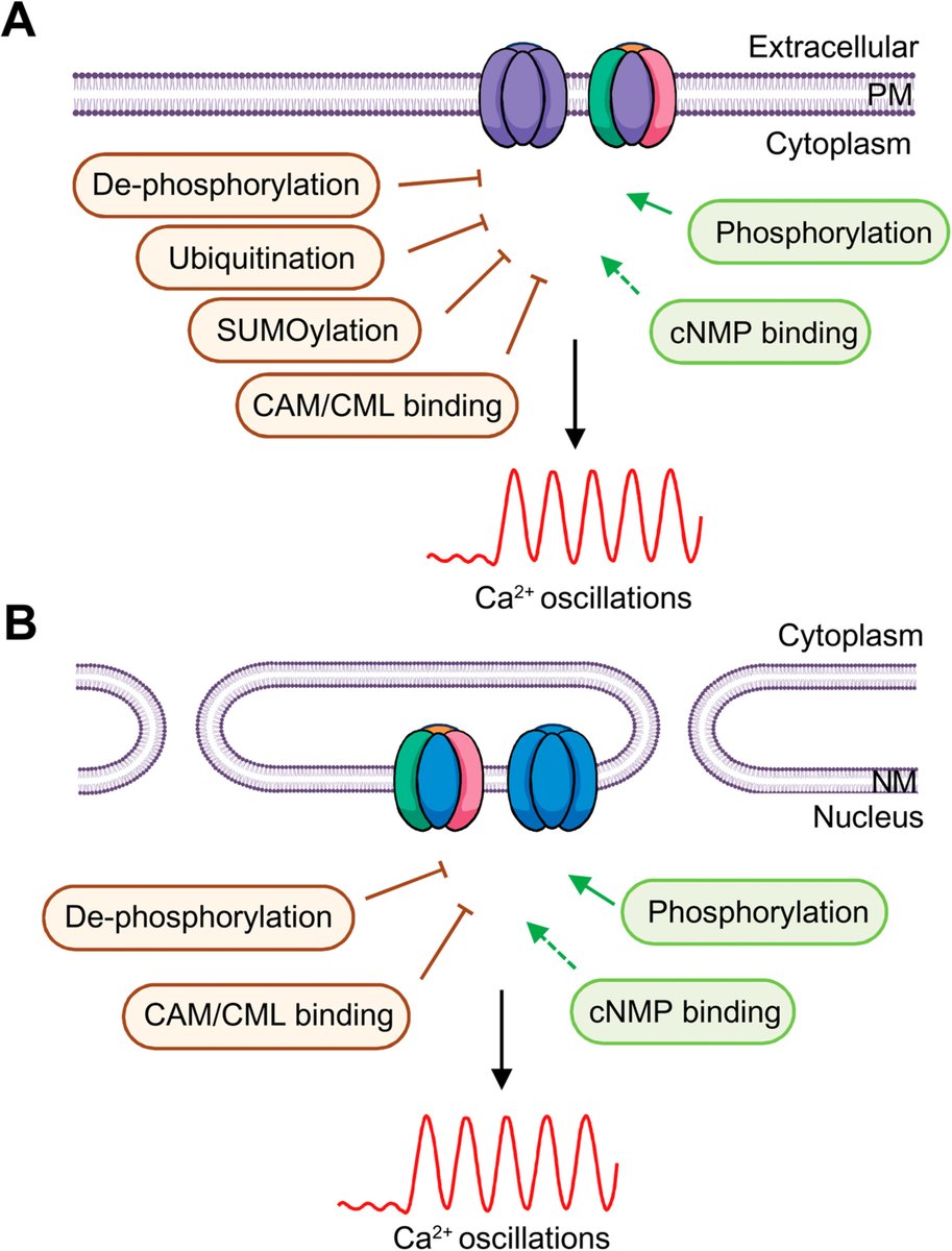JIPBio's tweet photo. This #OpenAccess review tackles advances in #plant cyclic nucleotide-gated channels. Tan et al. explore key questions and the future multi-#omics and structural studies that will drive #crop improvement.
https://t.co/GfEDkaIpnq @WileyLifeSci #PlantSci #CropSci #JIPB https://t.co/CASghjzIOZ