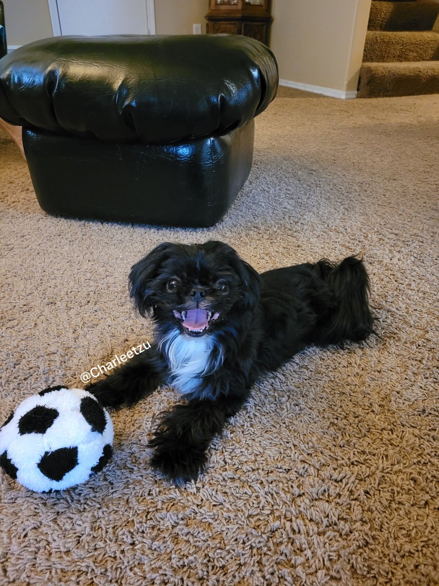 charleetzu's tweet photo. Happy #TongueOutTuesday furiends! 

Here's I am with my soccer ball.
 
I love soccer ball time! I be so fast with my soccer ball, I ZOOM!

#dogs #dogsoftwitter https://t.co/kkxlElfjJz