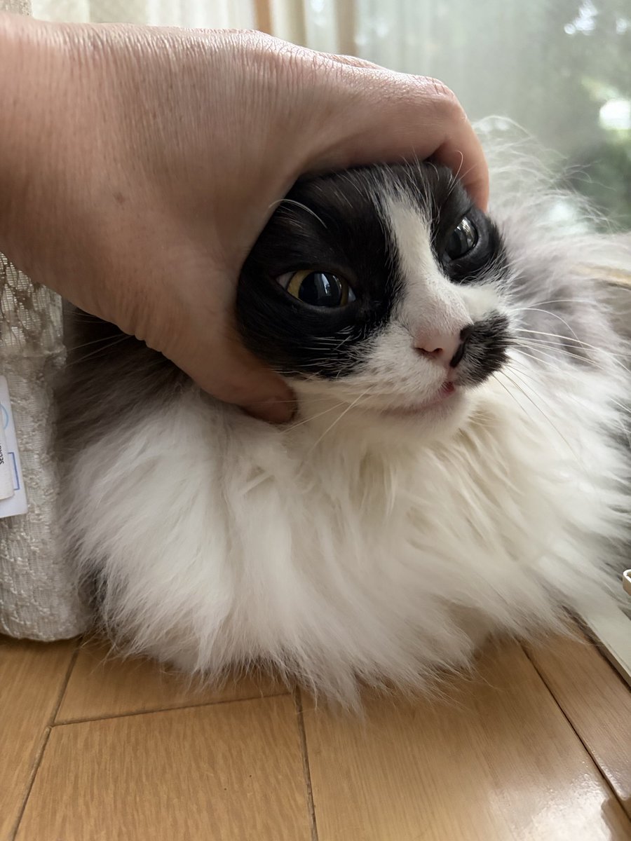 HwYosuke's tweet photo. ボンくんおはよう

#ねこ #猫 #猫のいる暮らし https://t.co/tzSRkh0nuc