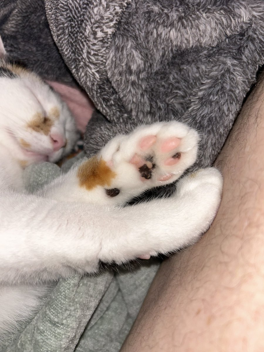 oreoeocat's tweet photo. https://t.co/hB5XMw6BK3