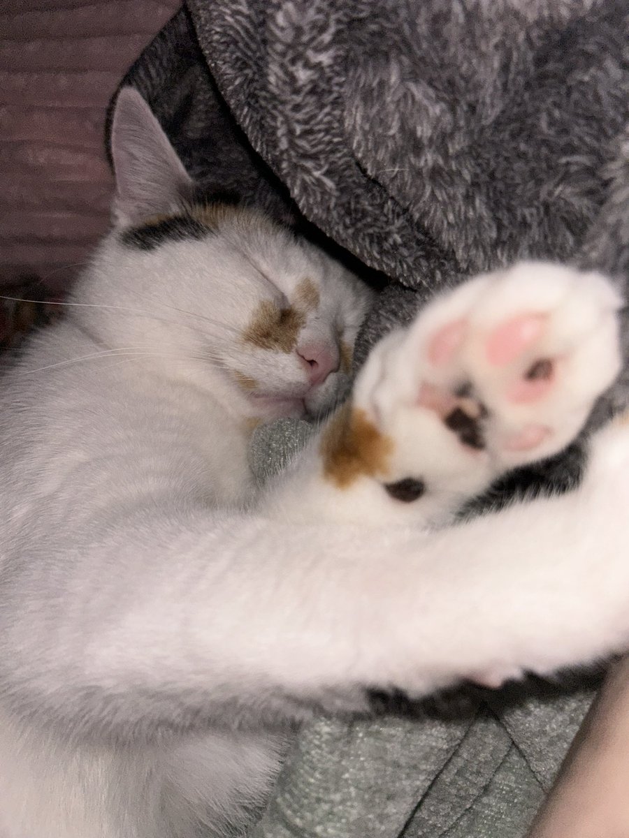 oreoeocat's tweet photo. https://t.co/hB5XMw6BK3