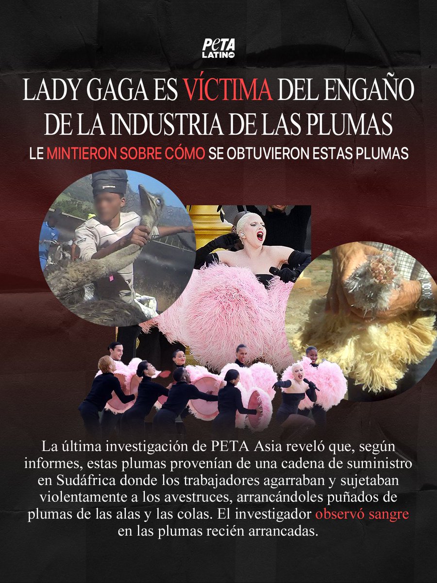 PETA_Latino's tweet photo. Cuando la gente ve una pluma de avestruz en una alfombra roja o en un atuendo, no ve el terror que hay detrás. Cada pluma de avestruz provino de un ave viva y con sentimientos.
@ladygaga preguntó cómo se obtenían estas plumas de avestruz y supuestamente le dijeron que las aves las habían mudado de forma natural. La investigación de @PETAAsia expone cómo la industria de las plumas miente sobre la violencia utilizada para obtenerlas