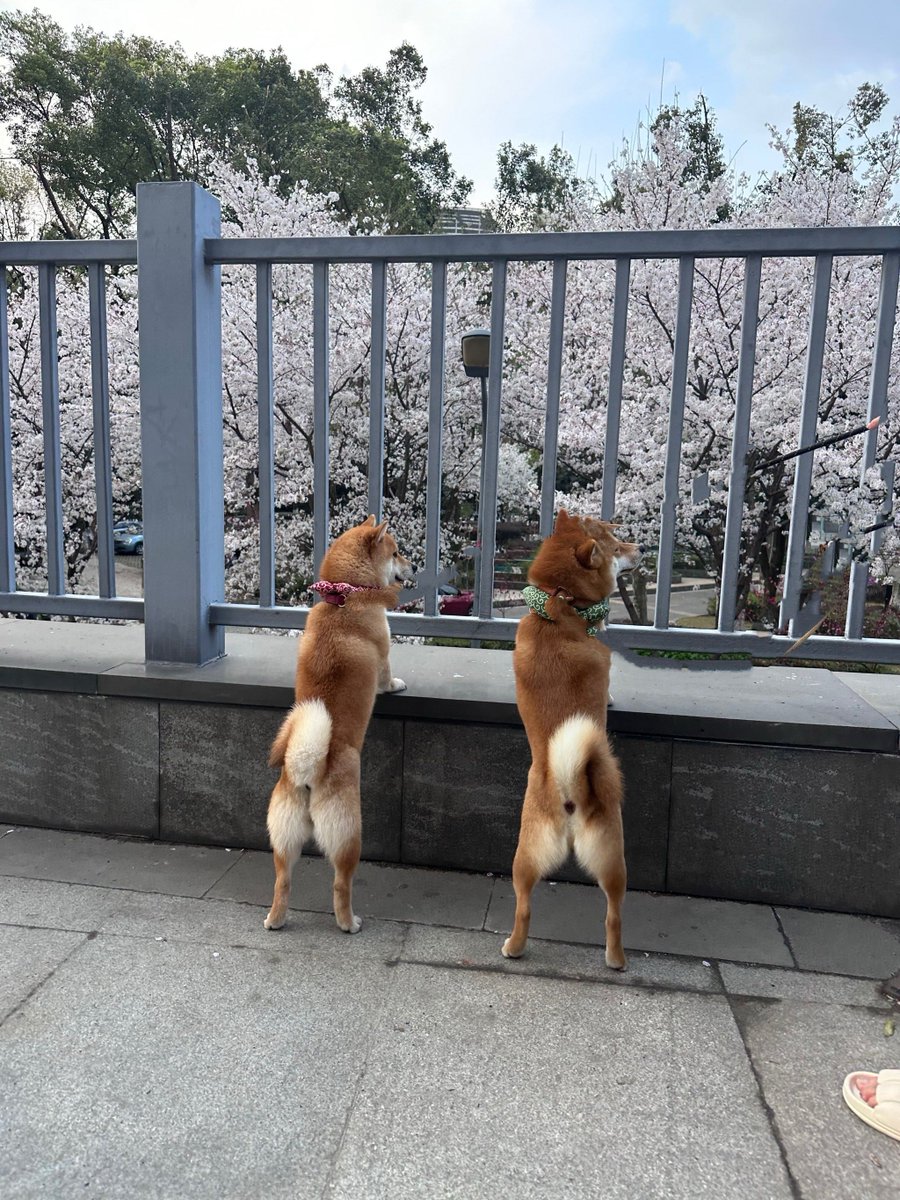 EmersonTorxtep's tweet photo. 野良の犬が公園で拾ったヤマザクラの枝を、公衆電話ボックスの隣のベンチに置いたら、ゴミと間違えたのか隣に座ったサラリーマンに素早く削除（さくじょ）されそうになった。急いで「違う！コレはオヤツじゃなくて…」って言ったら、ヤマノカミが吠えて助けてくれた。 https://t.co/icR55VYxLn