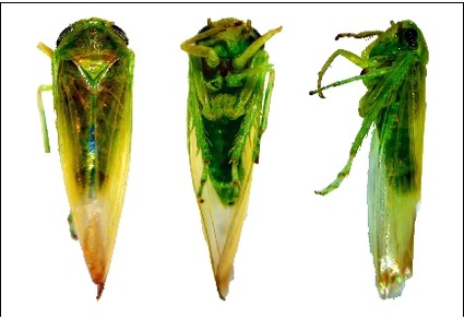 Zootaxa's tweet photo. Reassessment of Turkish records and integrative confirmation of Balclutha incisa (#Matsumura, 1902) (#Hemiptera: #Cicadellidae: #Deltocephalinae) based on morphology and COI barcoding
#taxonomy
https://t.co/he7E9Pr1CA https://t.co/JjQlU7Xm4L