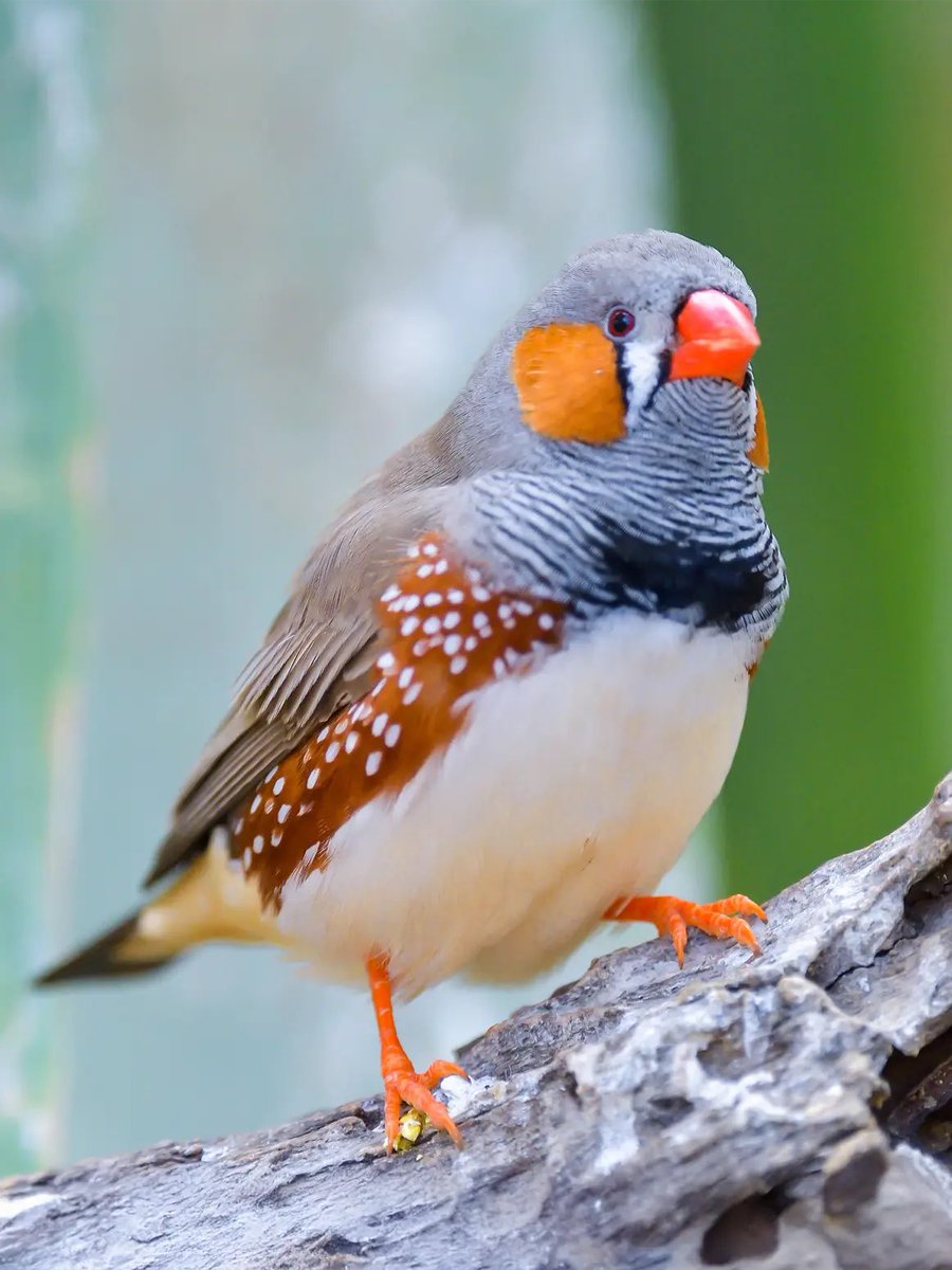 gimmethecars's tweet photo. he’s little finch bird maxxing https://t.co/QFa2o03tFv