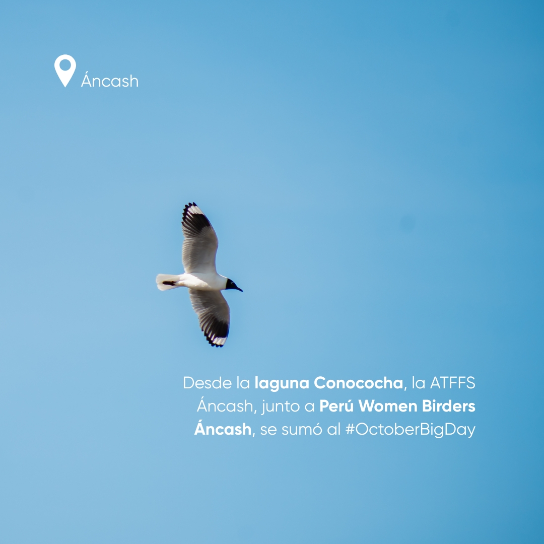 SerforPeru's tweet photo. Esta iniciativa promueve el conocimiento, la valoración y la conservación de nuestra fauna silvestre, e invita a la ciudadanía a involucrarse en la protección de la biodiversidad. https://t.co/dKwhQPYIB7