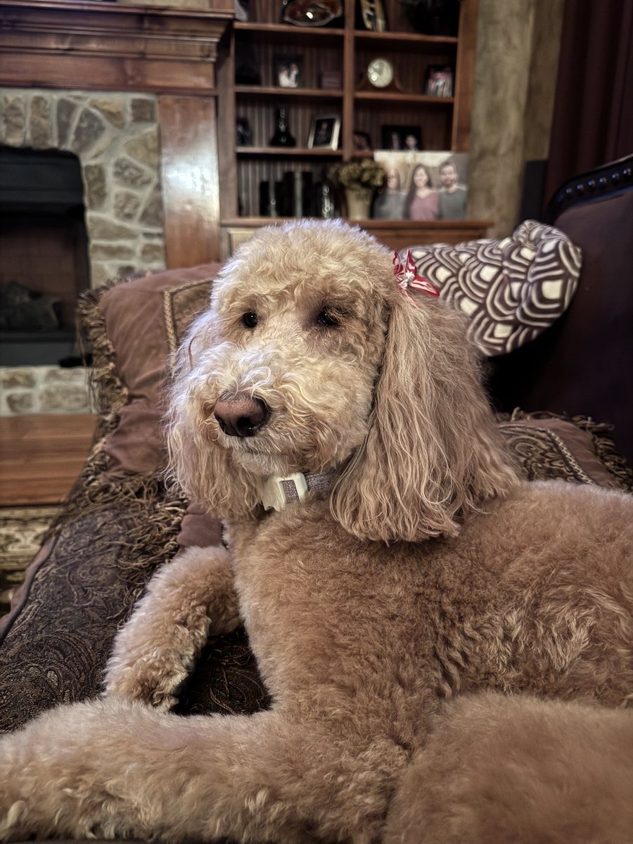 MyNancingLife's tweet photo. @PitchToJohnny 2021 Red River cost me….. my family wanted a golden doodle, down 28-7 I said fine….. If we win this game I will get one. Here comes Caleb Williams…..
Meet Winnie 😂😂😂😂
I was gonna name her Riley, thank the Lord I didn’t. BOOMER! https://t.co/F4K3r80Or3
