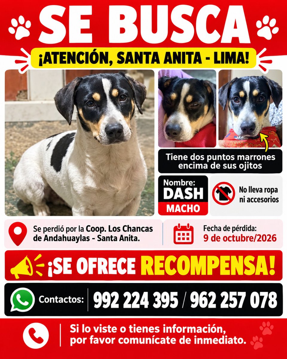 PawFindr's tweet photo. Se busca a Dash 🥺🙏 Amigos de Santa Anita, Lima ATENTOS 🚨🔊 COMPARTAN #PawFindr #Mascotas #MascotasPerdidas #ayudaanimal https://t.co/9stotqdZVI