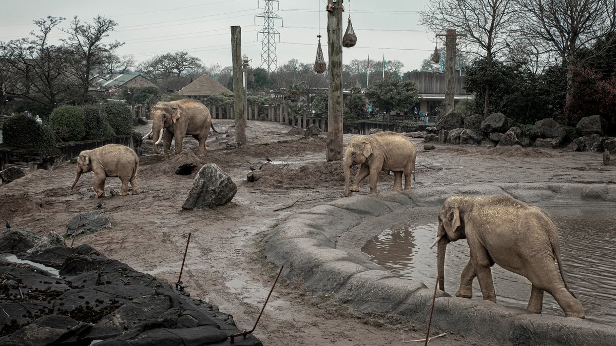 BornFreeFDN's tweet photo. 🦁🎮 As Planet Zoo 2 launches today, we ask: how realistic is the world's most popular zoo simulation game? 

From animal welfare and enclosure design to conservation ratings and visitor appeal, we explore what's problematic in the game: 🔗 https://t.co/pyeIKrcZQj

#PlanetZoo2 https://t.co/2wodqdUyxY