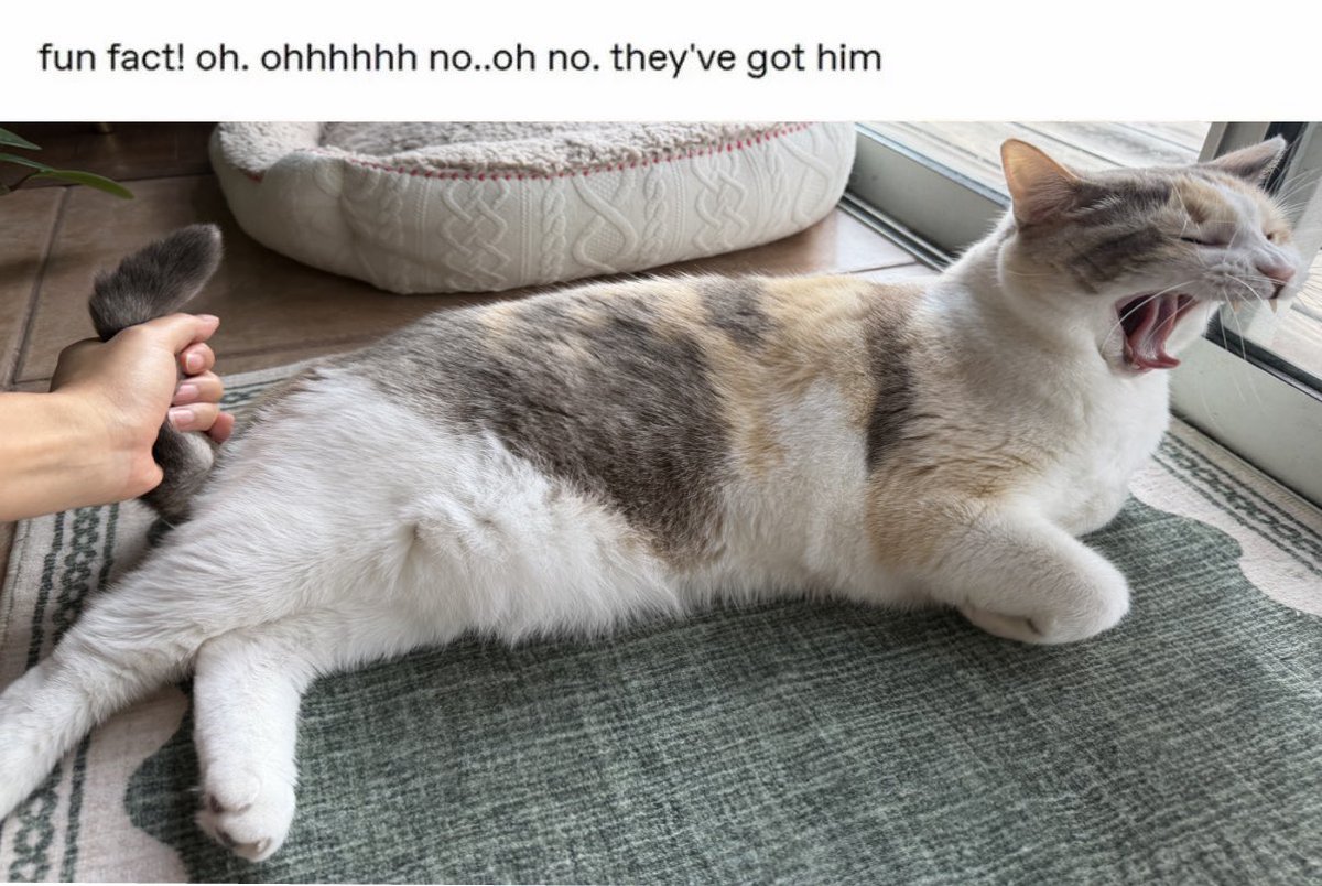 fatfatpankocat's tweet photo. https://t.co/B9YM2l413o