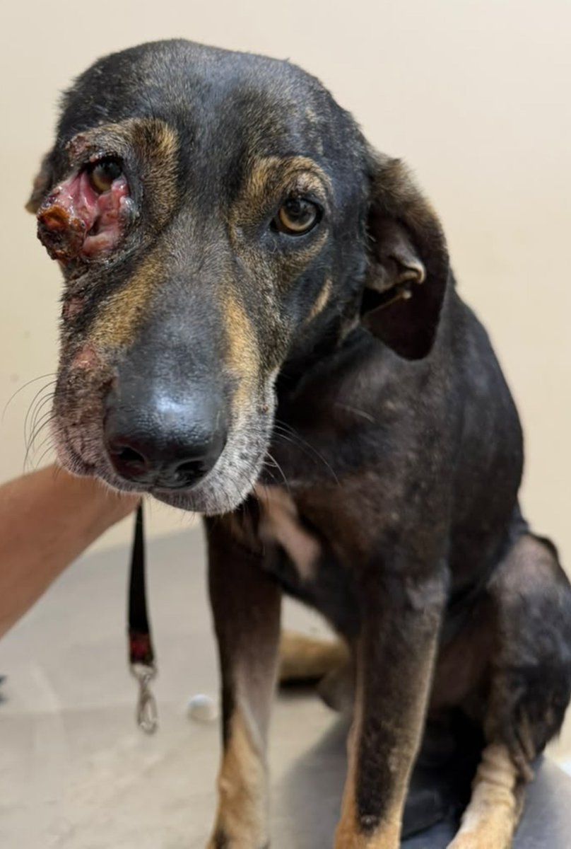 biacaroline_ong's tweet photo. ELE FOI BRUTALMENTE ATACADO POR OUTRO CÃO😭😭Quase perdeu sua visão, é mais um cãozinho resgatado que precisa de ajuda pro tratamento, qualquer valor ajuda 🙏😪
Ajudem pelo pix 24285635000140(CNPJ) me mandem o comprovante no whats (14)996263453 https://t.co/j94eSI9vJ1