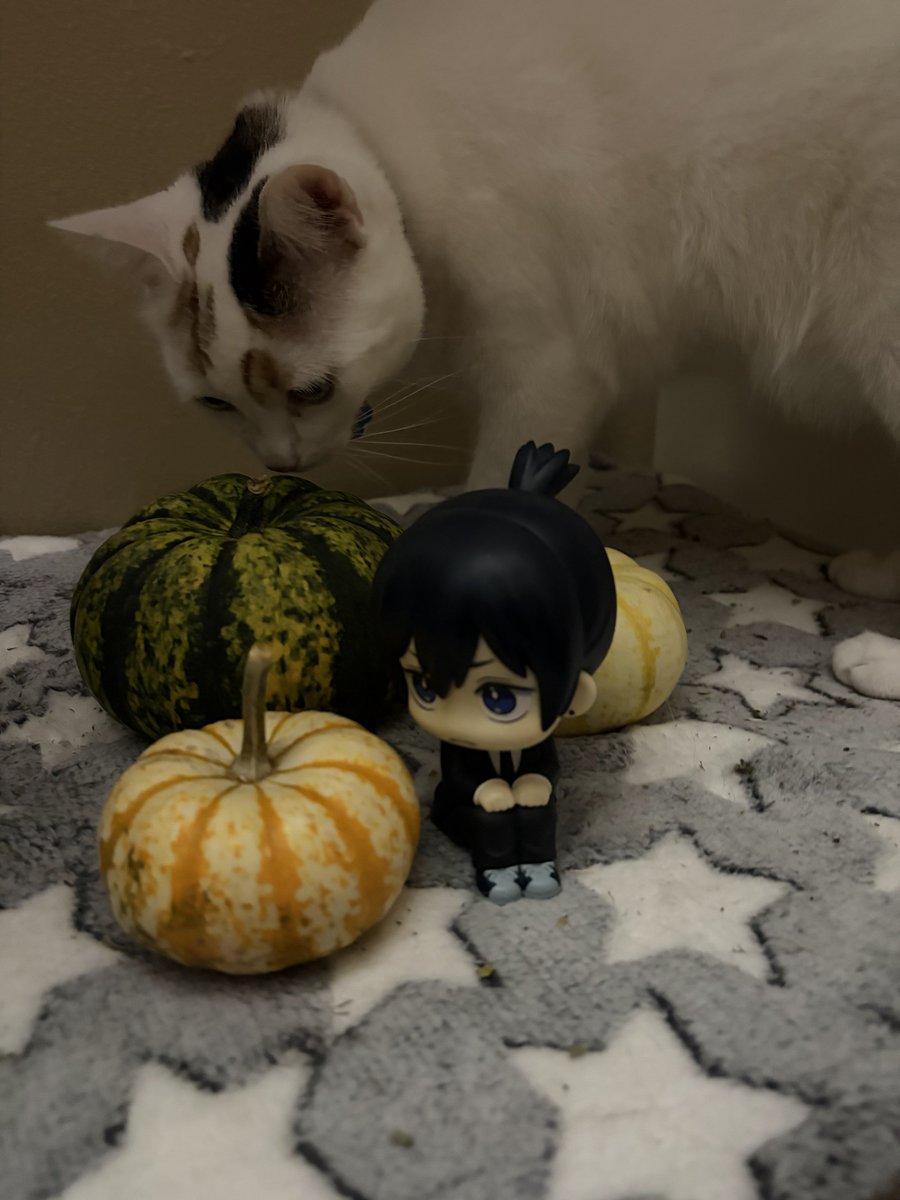 _casual_fridays's tweet photo. aki is so pumpkin sized https://t.co/lXkBLrH8E6