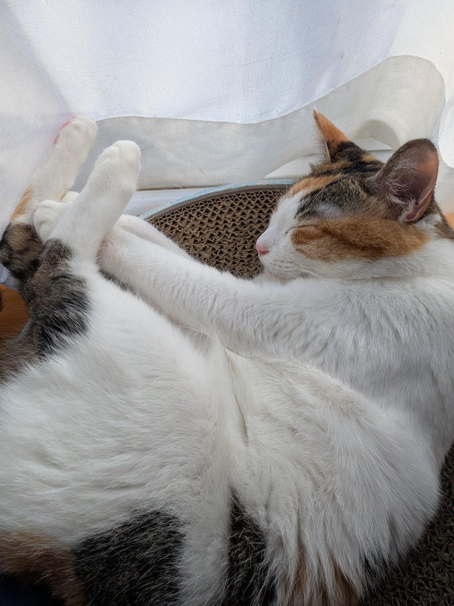 tentoharu's tweet photo. 今日は風が強めに吹いてて涼しい
ふたりとも気持ちよさそう
#猫のいる暮らし https://t.co/PtEPRjF2Qk