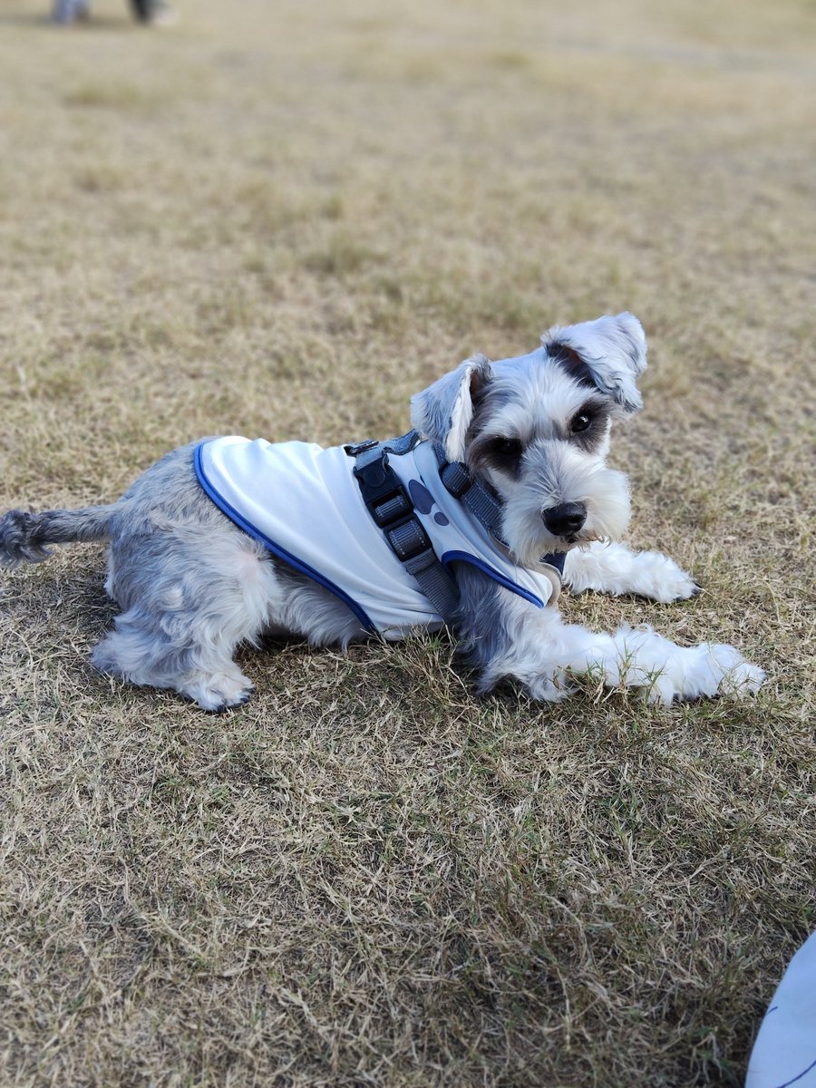 TOKOTONBoy's tweet photo. 連休に久しぶりのドックランに出かけました
犬にも人にもご挨拶して、ナデナデしてもらって返ってくる
思いっきり走る事はしないけど、いつもとは違う環境でも、お散歩できるね💗
#犬のいる暮らし #ミニチュアシュナウザー #シュナウザー https://t.co/smfE6G6LfF