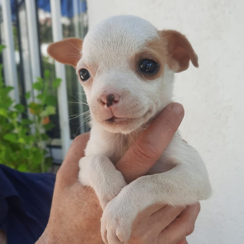 NuevaVidaAdop's tweet photo. #MADRID
SANDRITA cachorra mestiza de 2 meses ABANDONADA junto a sus hermanitos 
Sociable con niños🐶
NECESITA #adopcionresponsable
Se entrega chipada,vacunada,desparasitada y CON compromiso de castracion
CONTACTO 📩facenuevavida@gmail.com #cachorros #adoptanocompres #adopta https://t.co/fSCdow2YRD