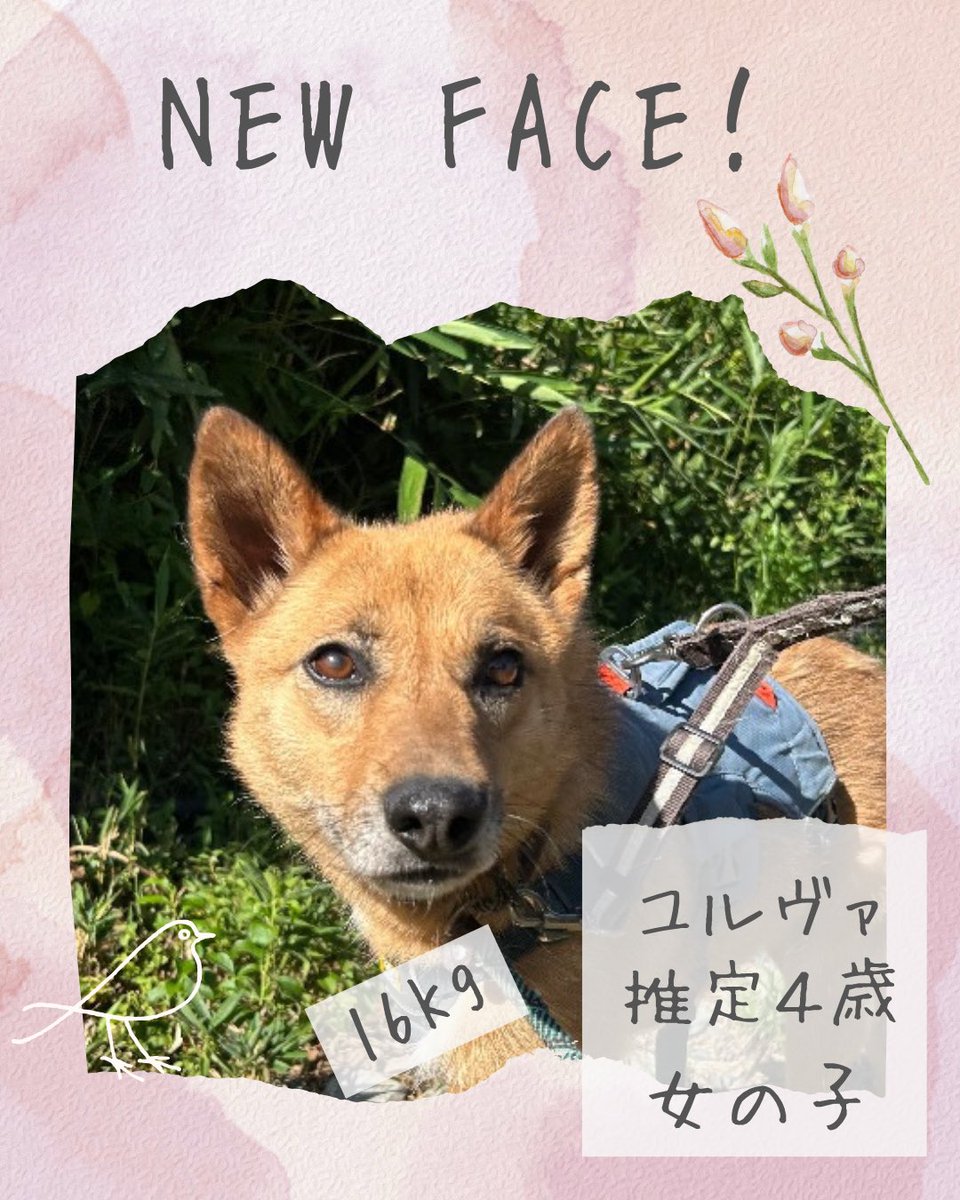 pwj_akiruno's tweet photo. 【✨🌷NEW FACE🌷✨】

ユルヴァ
推定4歳
女の子

会いに来てね🐕🐾

★家族募集中ワンコの詳細はこちら★

https://t.co/lrStspkmu6

#ピースワンコジャパン　#あきる野譲渡センター #保護犬　#拡散希望　#newface https://t.co/oyD3Hwhvwq