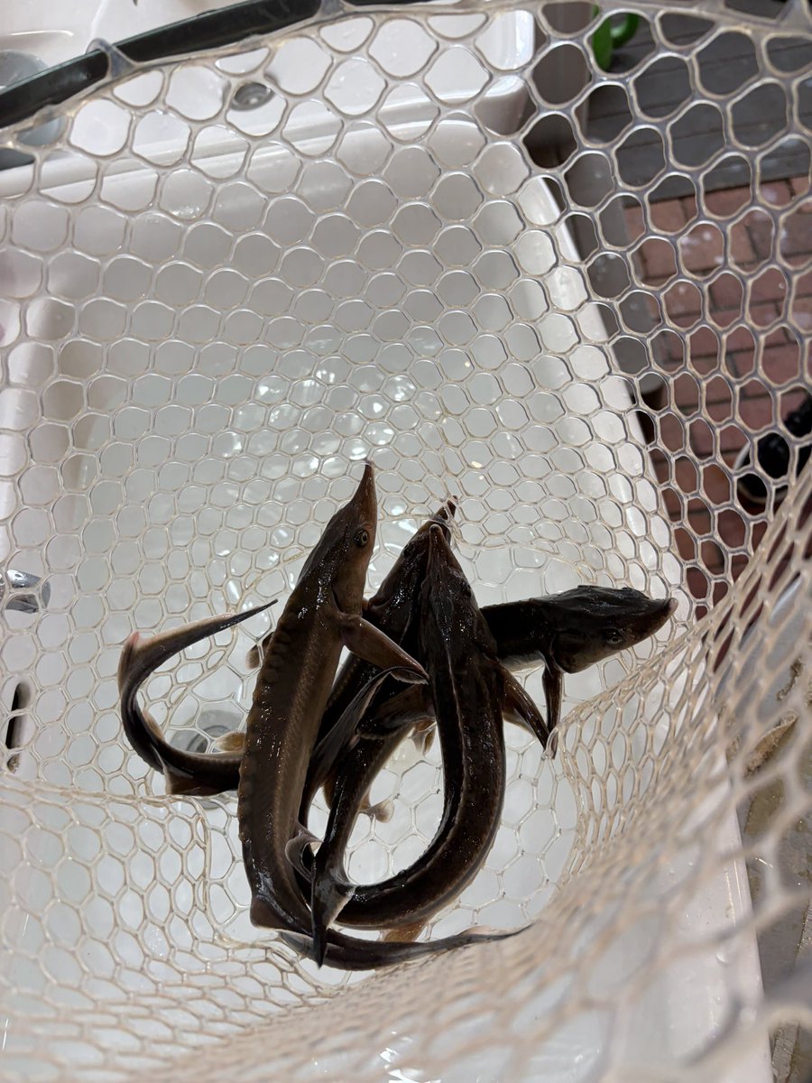 amipanatori's tweet photo. 🎣こんにちは⬆️釣りスタッフです🐟

本日は【✨学割デー✨】❗
学生さんはお得にアミパで遊べちゃいます🙌

なんと…
👉 すぐ使える30分延長券付き🎁

更にチョウザメ祭りも開催🦈
モンスターも放流中！！

お友達と一緒にぜひ遊びに来てください😊
ご来店お待ちしております🎶

#宮城 #名取 #アミパ https://t.co/LX0yE5OZFe