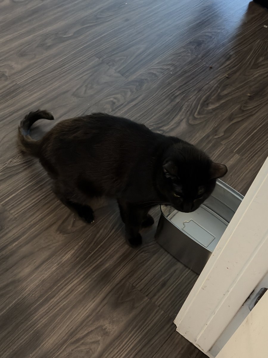 SmilingCurse's tweet photo. He had his fountain privileges taken away since he kept fishing out the pump at 5-6am.
So now he gets a plain stainless steel tub of still water. https://t.co/mXUR8SoQLR