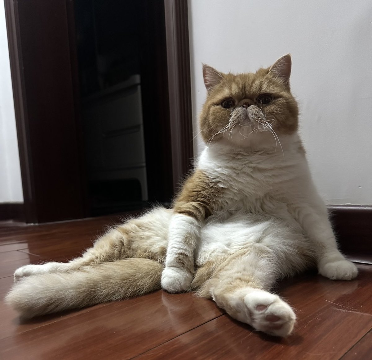 Rena_life_note's tweet photo. @pug6868 うちの猫 https://t.co/XEVjGN16Pa