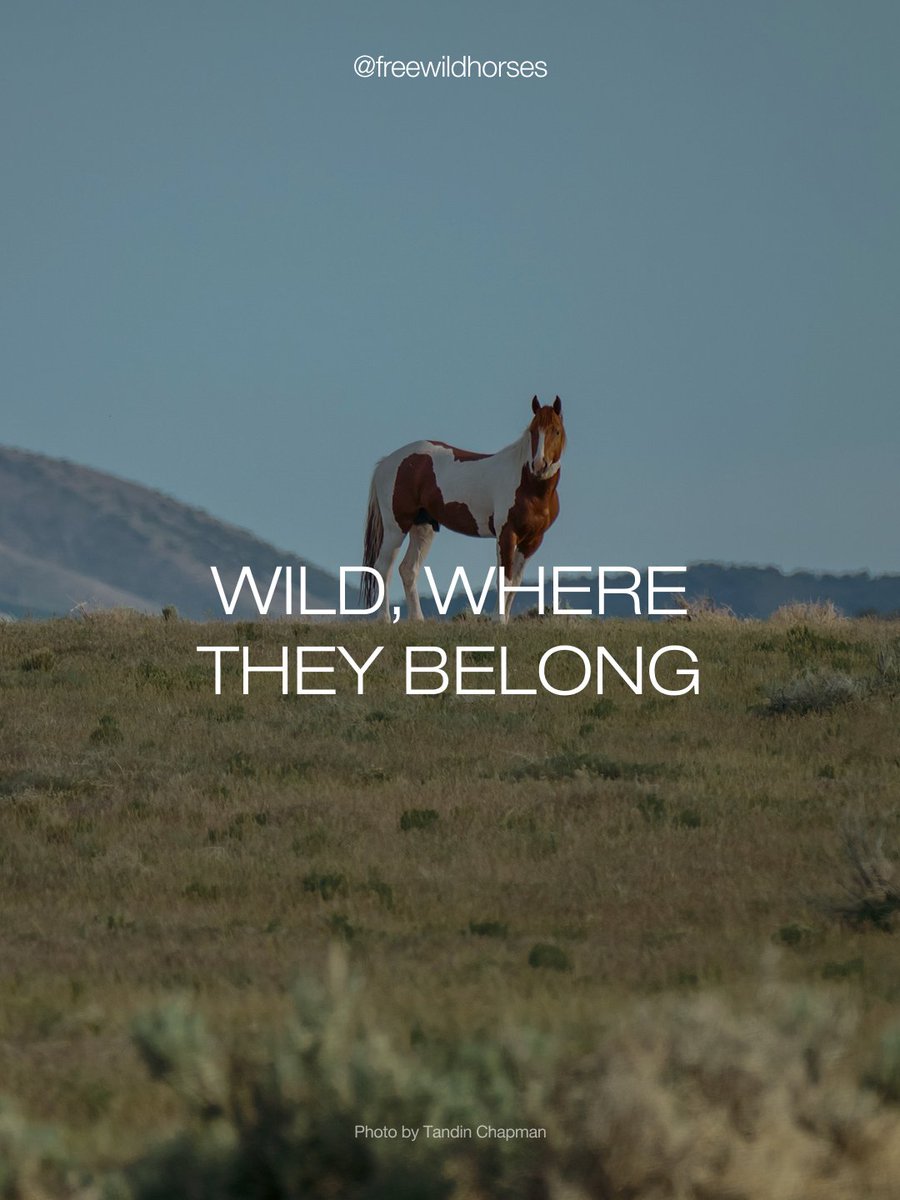 FreeWildHorses's tweet photo. Wild and free, just as they were meant to be. 🐴

Their home. Their freedom. Our responsibility to protect it. 🤎

Support wild horse conservation: https://t.co/SMhwM6iwzT

#STAYWILD https://t.co/0XoLRzkeRq