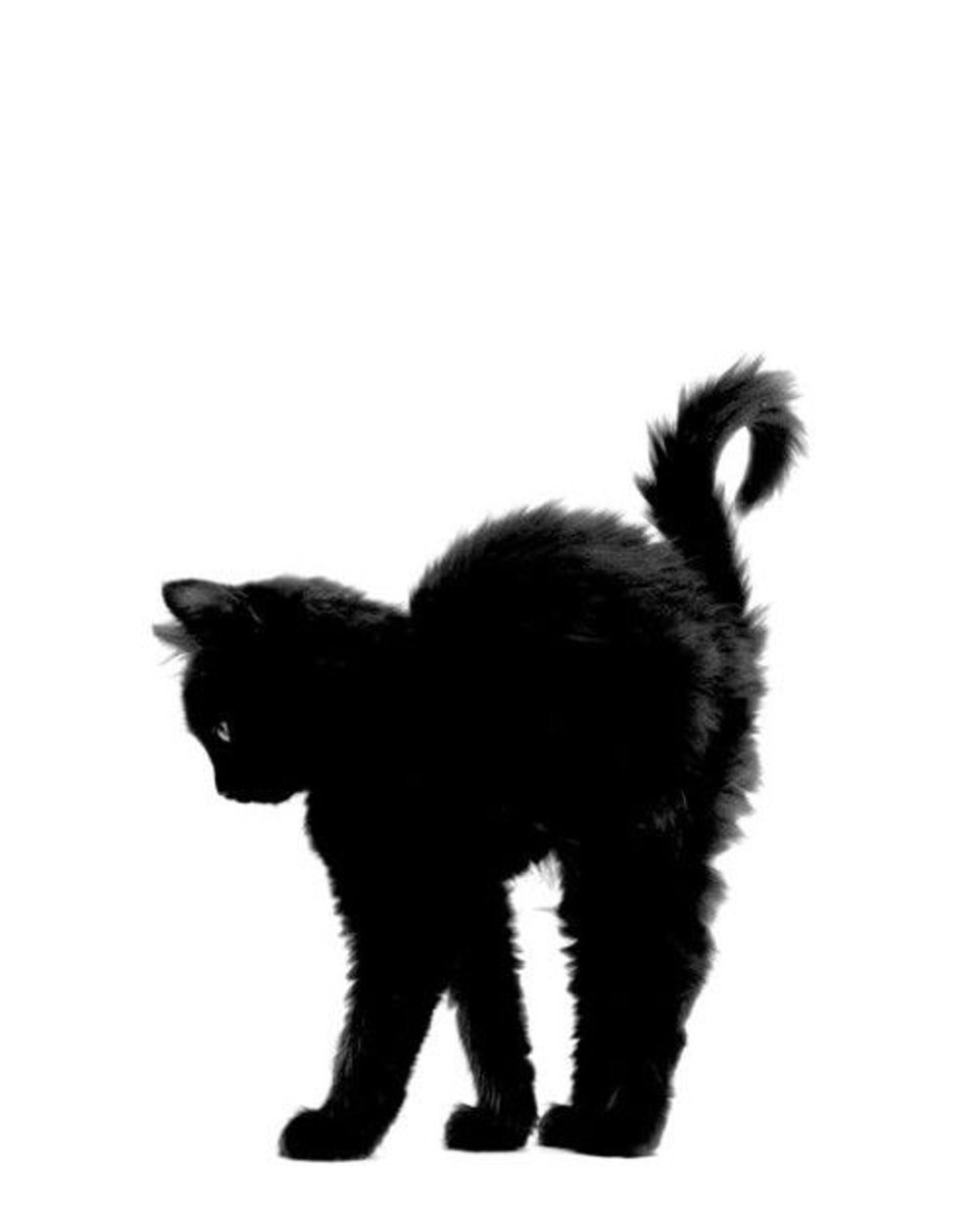 ssdctionn's tweet photo. 🐈‍⬛ https://t.co/SO0XLZCHtC