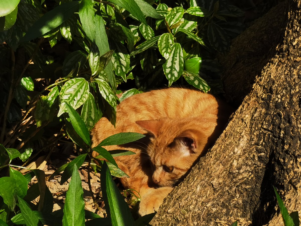 Spend9uqi's tweet photo. 僦棵の木陰にうたた寝する猫が今日の憂いを洗い流してくれる https://t.co/hAhXVsKoIh