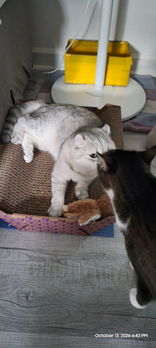 OGSpacesCat's tweet photo. Cats kissing 💋 😘 
Lana &amp; NuNu chronicles. https://t.co/E6WFfiy40E