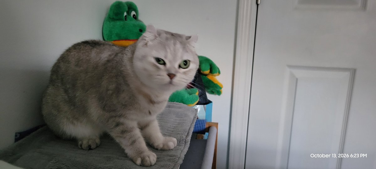 OGSpacesCat's tweet photo. Cats kissing 💋 😘 
Lana &amp; NuNu chronicles. https://t.co/E6WFfiy40E