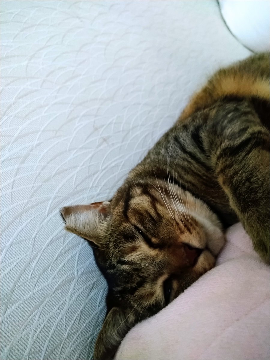 cocotomokat's tweet photo. ココ🐾、ゆっくりおやすみ
おはようございます☁ 昨夜から午前２時頃まで…地味に耳につく音が聞こえて、寝不足の我々です💧
☔がやんで、小鳥さんたちの声があちこちから聞こえてきます😅🐦
皆さま、今日もご安全に🍀
#おてんばココ https://t.co/7LzbnxZ3hO