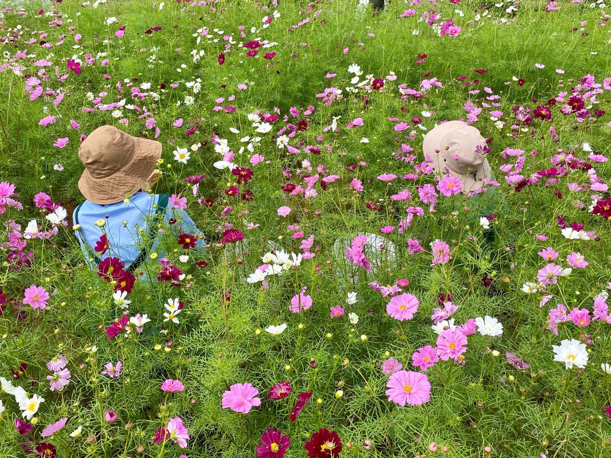 kanagarden_2010's tweet photo. 秋風に揺れる「コスモス畑」が
日に日にボリュームアップ🌸
 
花の手入れをしていたサポーターさんや、ガーデナーの帽子まで、絵になる風景に📸👒✨
 
広〜い青空の“触れん土ファーム“で、皆んなを待ってるよ
🎃👻🌸

#花菜ガーデン https://t.co/6mBUz79e6b