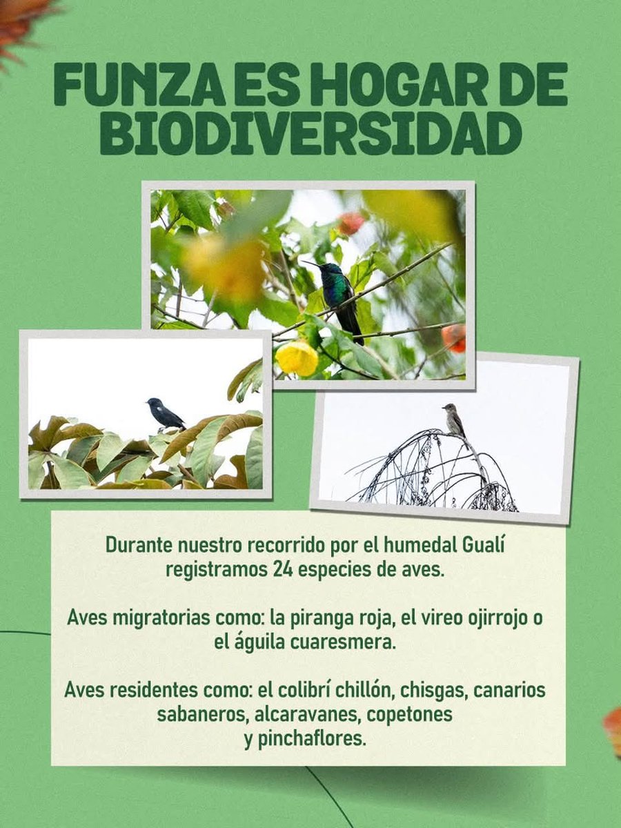 FunemeTito's tweet photo. ¡FUNZA ALZO LA MIRADA POR LA BIODIVERSIDAD!

En el marco del  OctoberBigDay, recorrimos el humedal Gualí junto con el Club de la Biodiversidad, para reconocer la riqueza natural de nuestro territorio y registrar 24 especies de aves que encuentran en este ecosistema https://t.co/lLPTg2bqt8