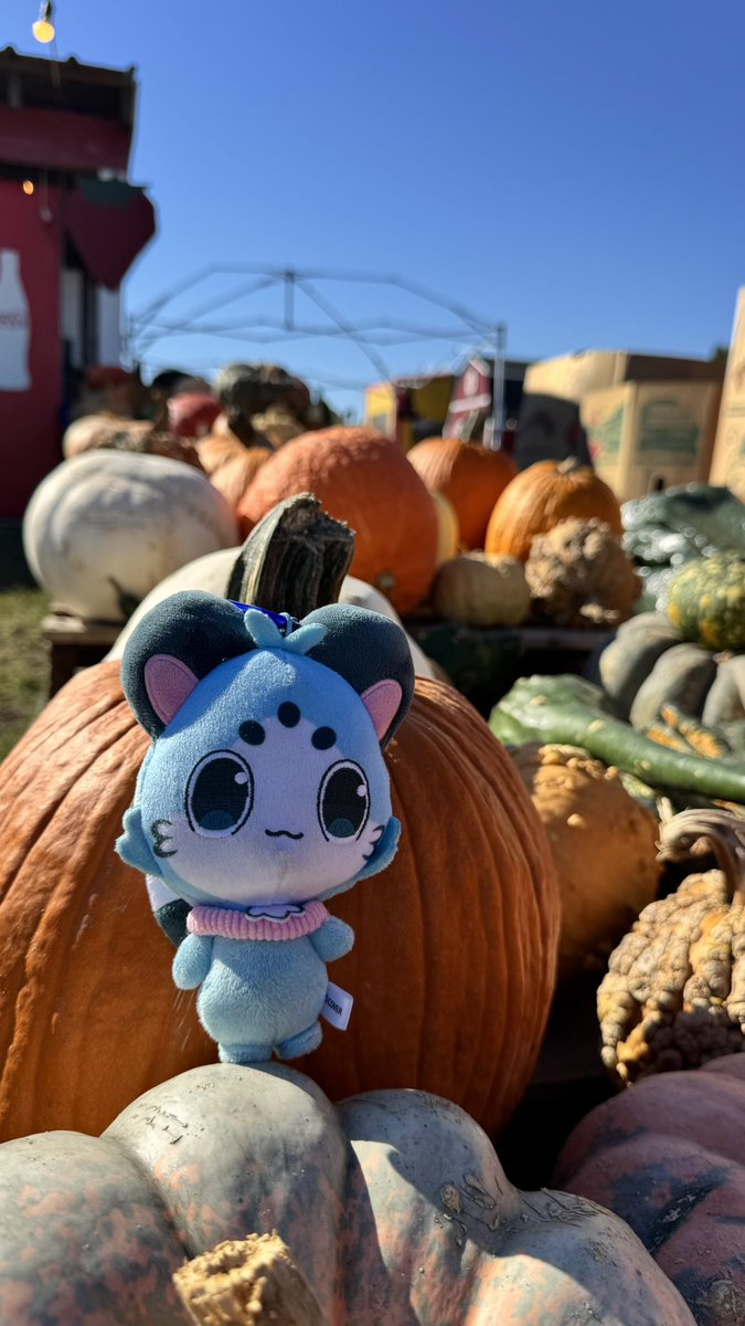 Carolinexrosee's tweet photo. A little pumpkin patch, a hayride, and a new friend! 🍂 Chattini’s fall date was a success! 🧡🎃  #CiaoRaora https://t.co/OTDDUNC6vg