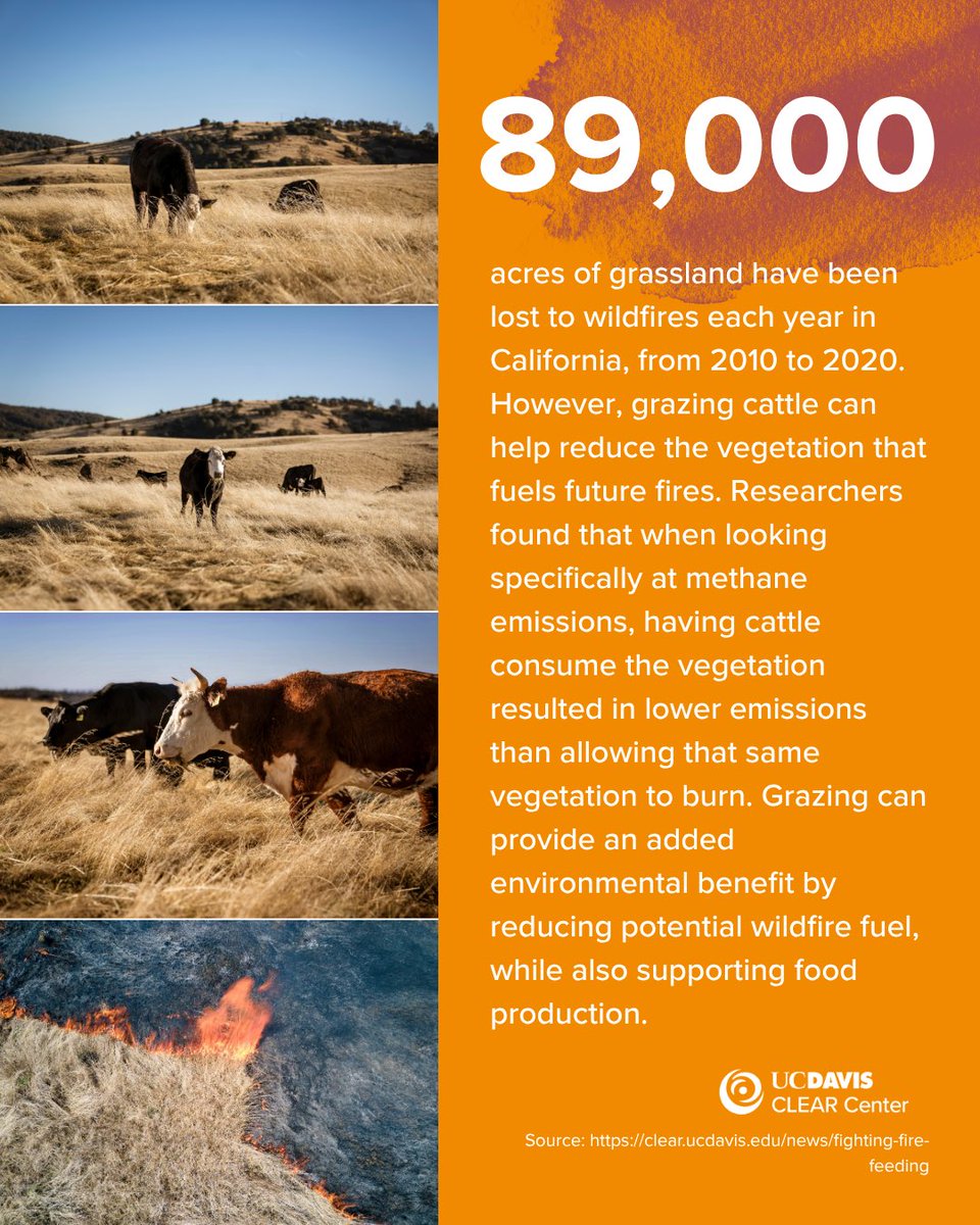 UCDavisCLEAR's tweet photo. California loses tens of thousands of acres of grasslands to wildfires each year, but could grazing cattle help reduce some of that risk? 🔥 1/ https://t.co/fmr2LA9qjB
